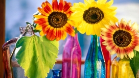 高清晰五彩向日葵花瓣壁纸