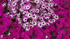 高清晰紫白瓜叶菊壁纸