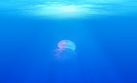 高清晰深海透明水母壁纸