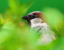 高清晰麻雀鸟壁纸