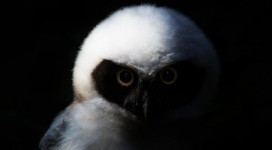 宝贝猫头鹰之夜