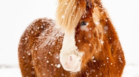 冰岛冬天雪花马