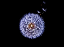 高清晰蒲公英花絮壁纸