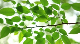 高清晰绿色榉树树叶壁纸