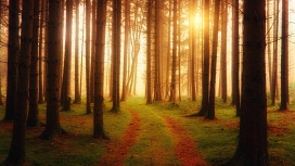 高清晰森林阳光下的小路壁纸