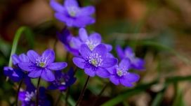 高清晰蓝色银莲花壁纸