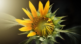 高清晰向日葵花瓣壁纸