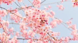 美丽的春天-高清晰粉红色樱花壁纸