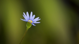 高清晰蓝紫紫菀花瓣壁纸