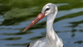 高清晰长嘴鹳鸟壁纸
