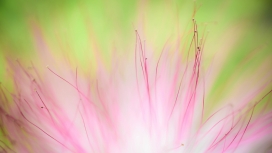 高清晰合欢花壁纸