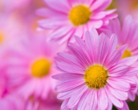 高清晰紫色菊花壁纸