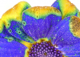 FLOWERS & COLORS-花间暮