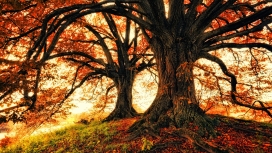 高清晰漂亮的秋季红叶大树壁纸