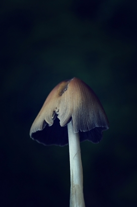 Bonjour Tristesse-森林植物摄影