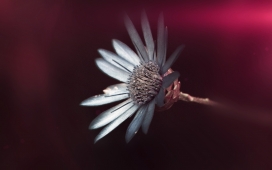 高清晰干枯的马兰花瓣壁纸