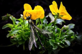 高清晰三色堇黄花上的蜻蜓壁纸