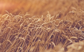 高清晰金黄成熟的小麦壁纸