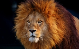 高清晰雄狮子壁纸