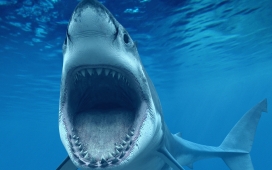 高清晰张嘴袭击的鲨鱼壁纸