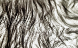 高清晰头发短发断发写真壁纸