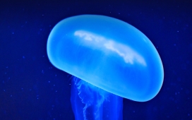 高清晰美丽蓝水母壁纸