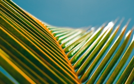 夏季简单自然的叶花