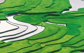 高清晰绿色梯田水稻壁纸