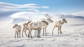 高清晰白色驯鹿壁纸