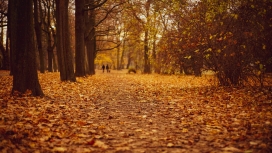 高清晰秋季森林落叶路壁纸