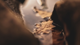 高清晰水中枯叶写真壁纸