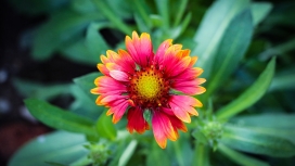 高清晰天人菊花瓣壁纸