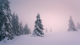 高清晰冬季雪松壁纸
