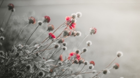 高清晰天人菊花壁纸