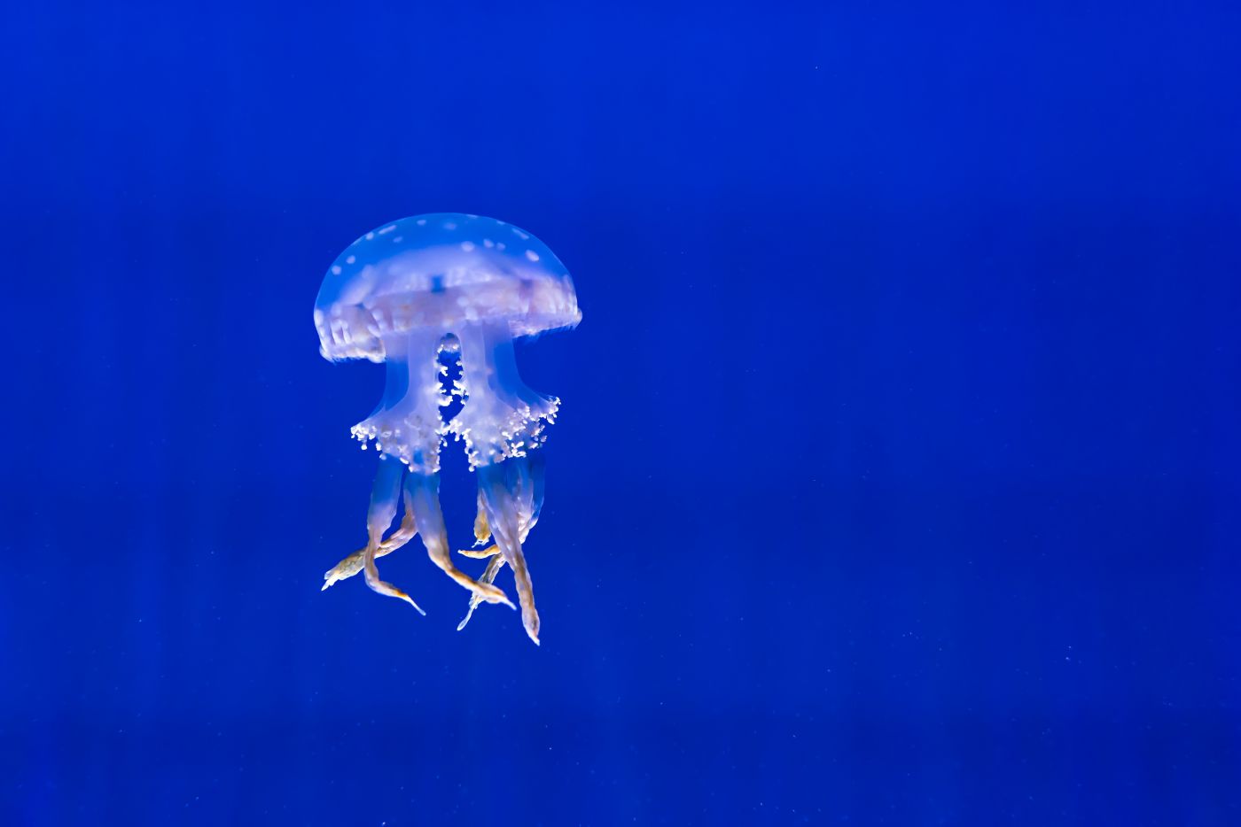 高清晰蓝海海洋中的小水母壁纸