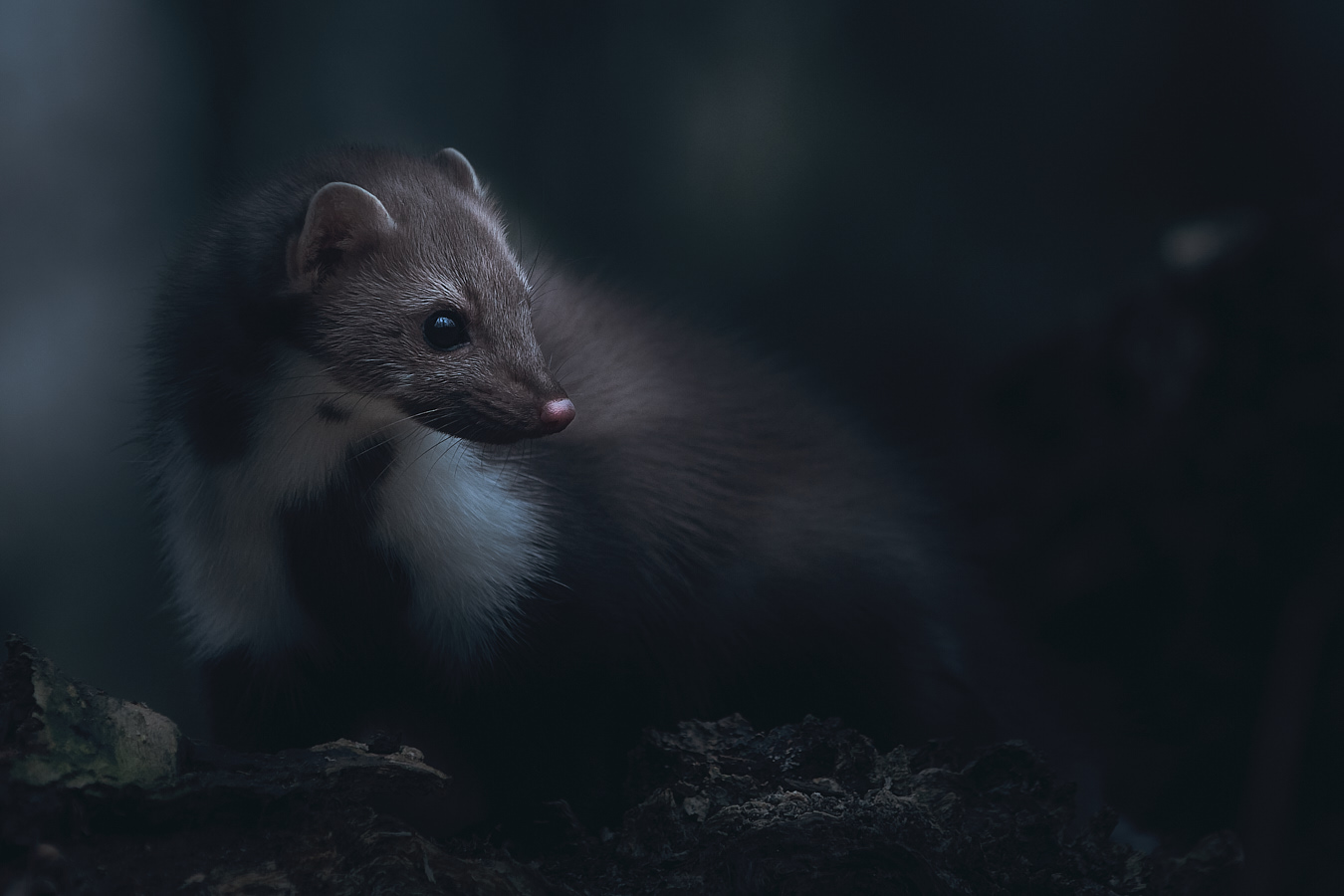 In The Woods-森林动物---酷图编号6