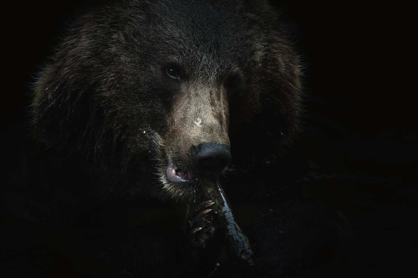 In The Woods-森林动物---酷图编号3