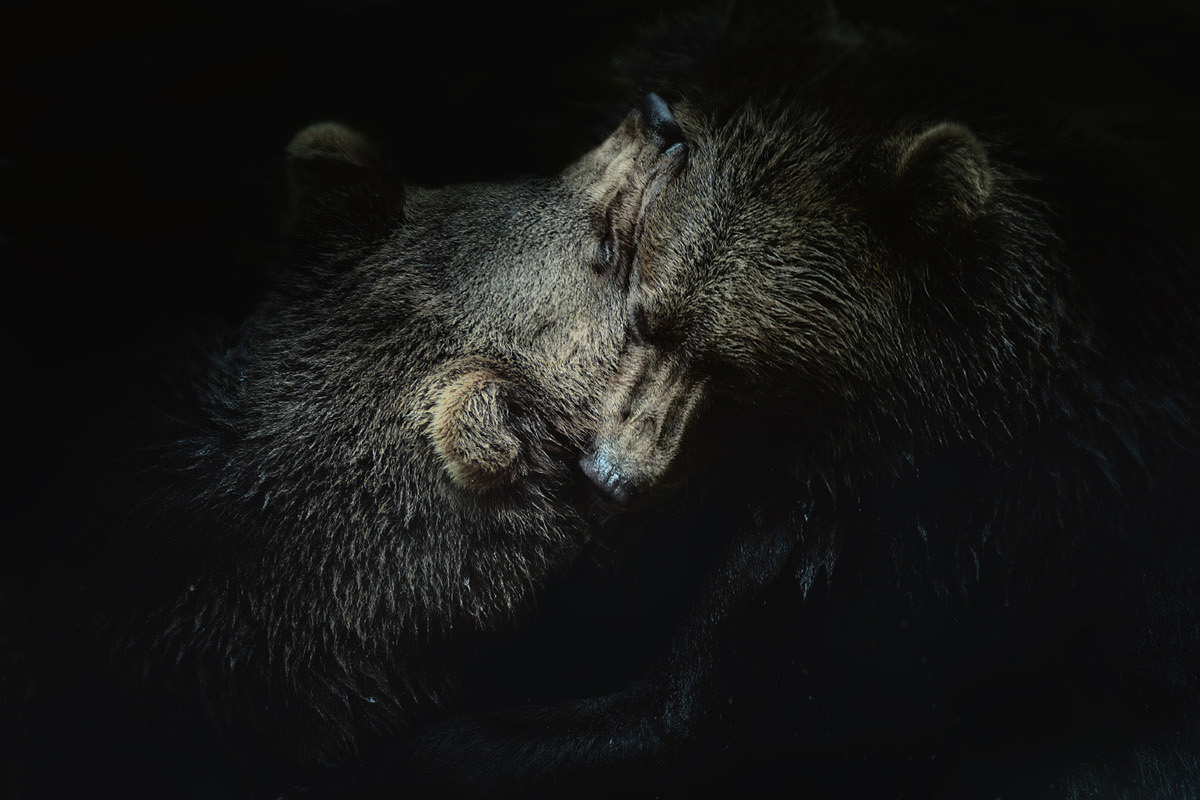 In The Woods-森林动物---酷图编号2