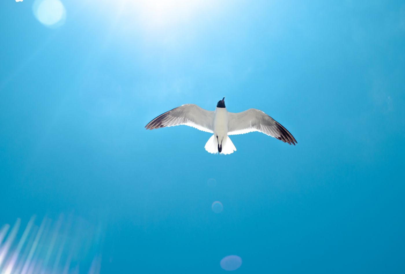 高清晰蓝色天空飞翔的海鸥鸟壁纸 手机移动版