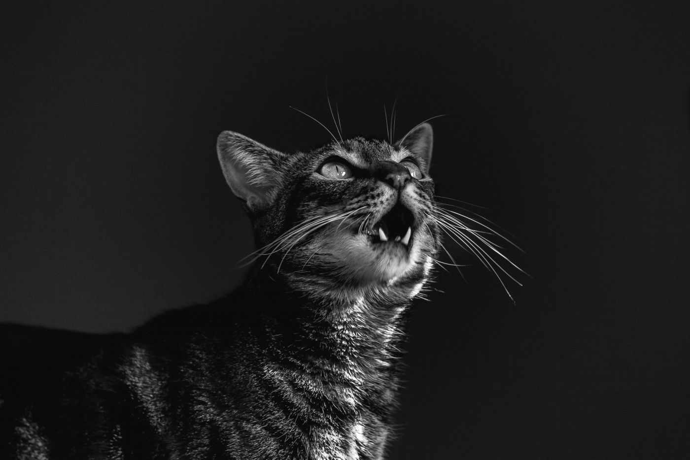 黑猫|摄影|其他摄影|Tim摄影师 - 原创作品 - 站酷 (ZCOOL)