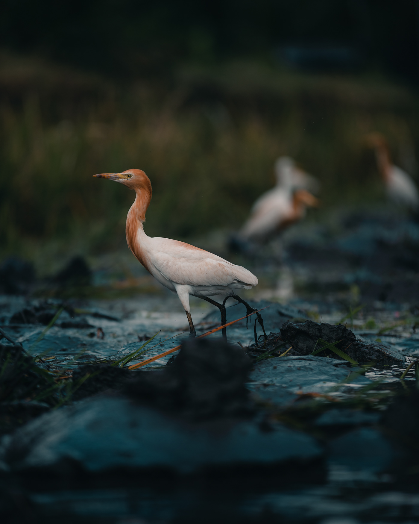 Balinese heron苍鹭---酷图编号8