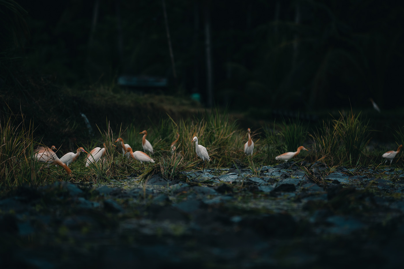 Balinese heron苍鹭---酷图编号3