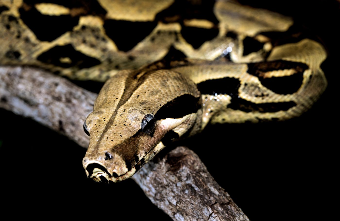 Golden python yellow snake lying on ground Albino Burmese python 19582519 Stock Photo at Vecteezy