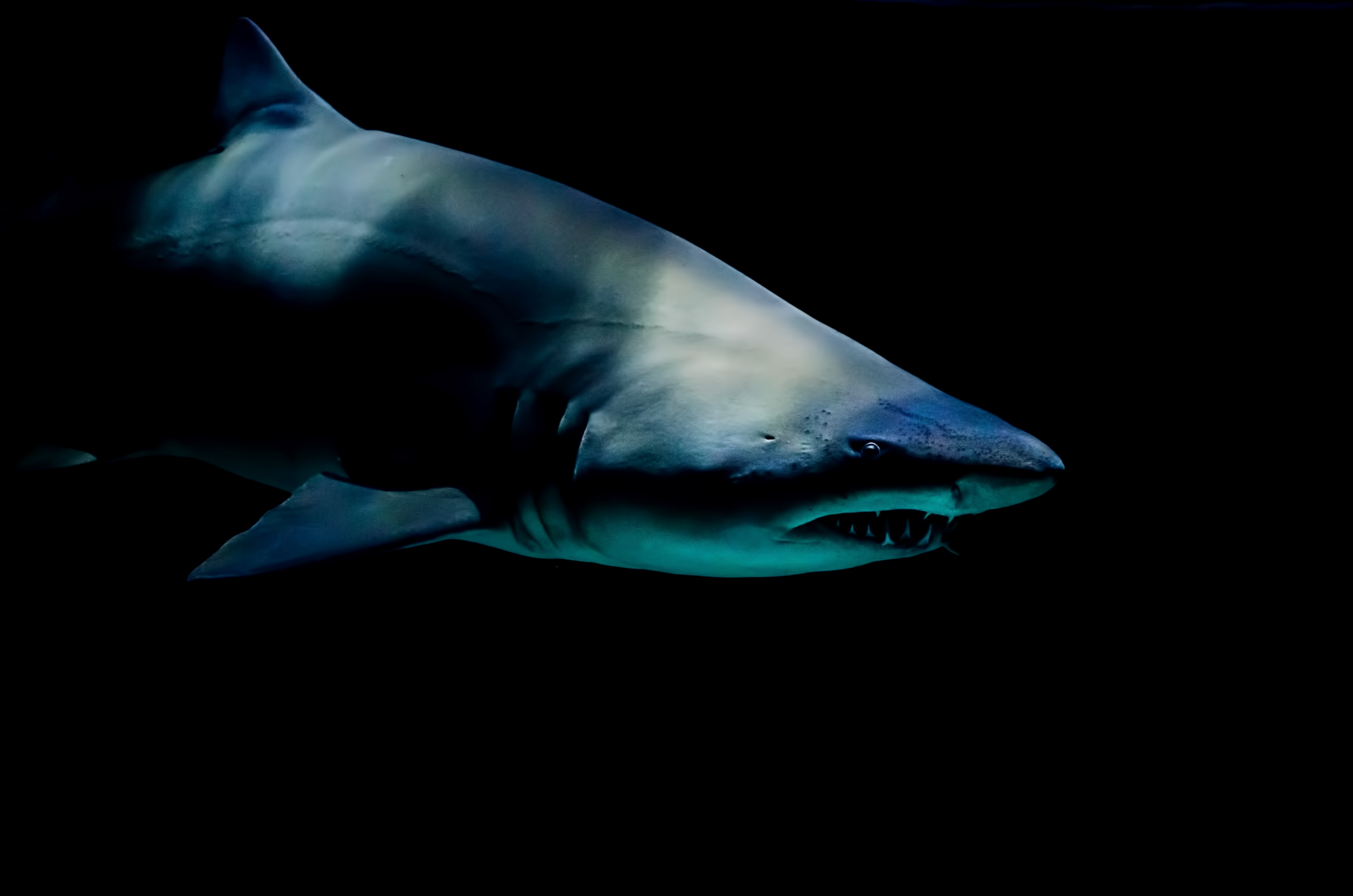 用户照片-Galeocerdo cuvier-虎鲨-喵潜AI鱼类辨识 FISH ID - 你的在线鱼书
