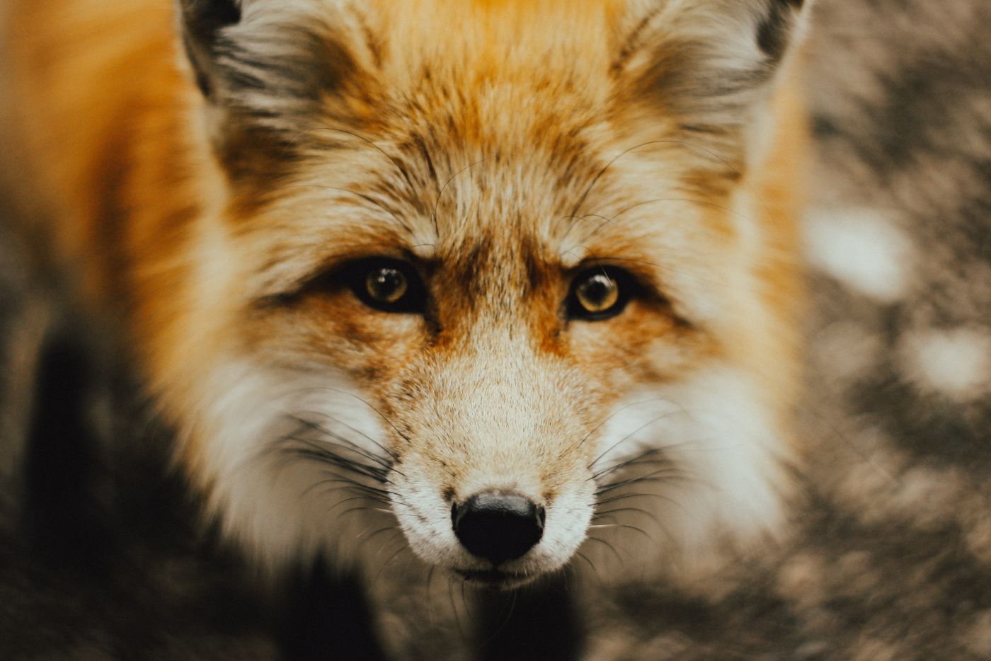 狐狸正面动物壁纸 手机移动版