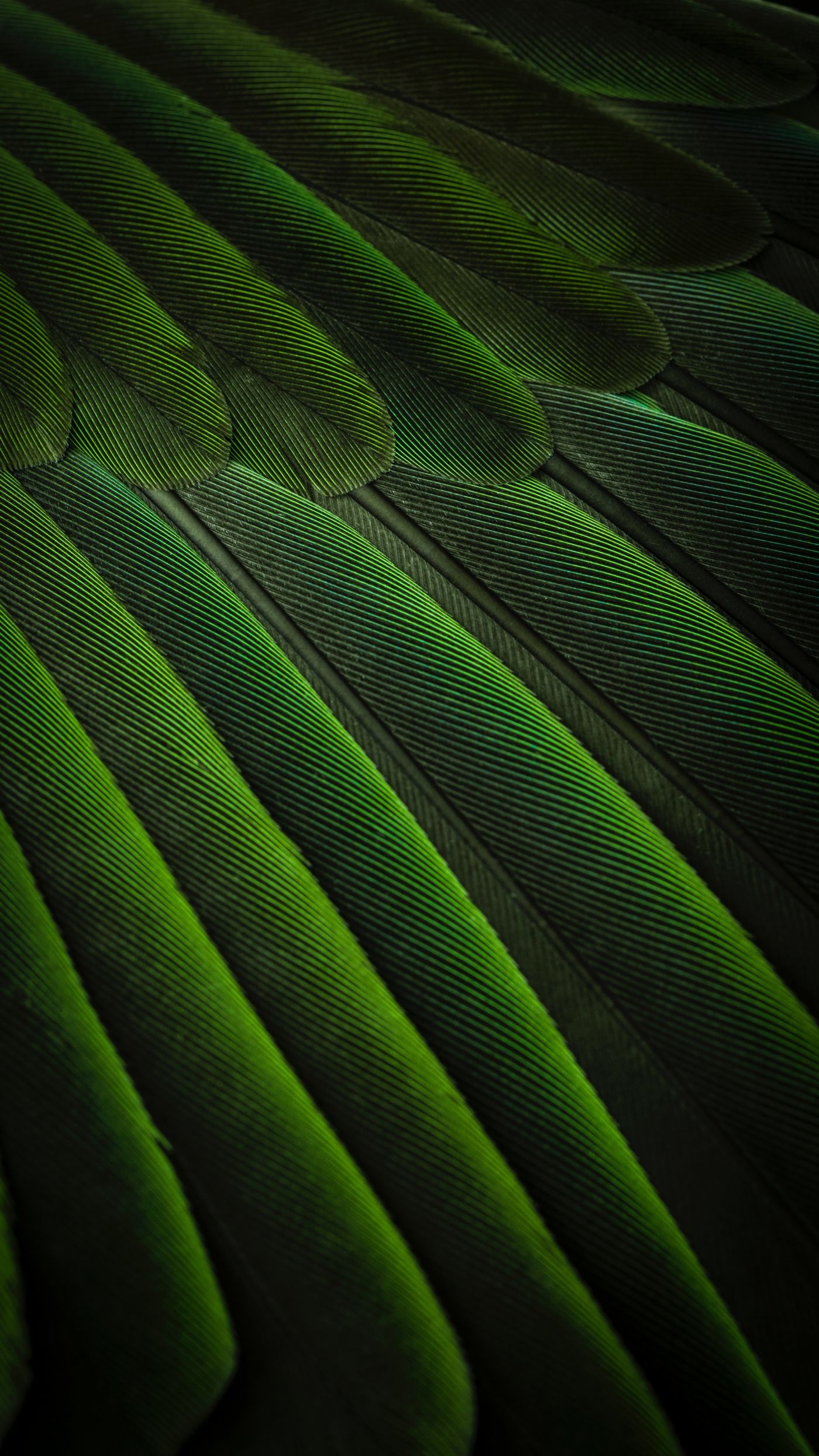 高清晰绿色孔雀羽毛壁纸 欧莱凯设计网 08php Com