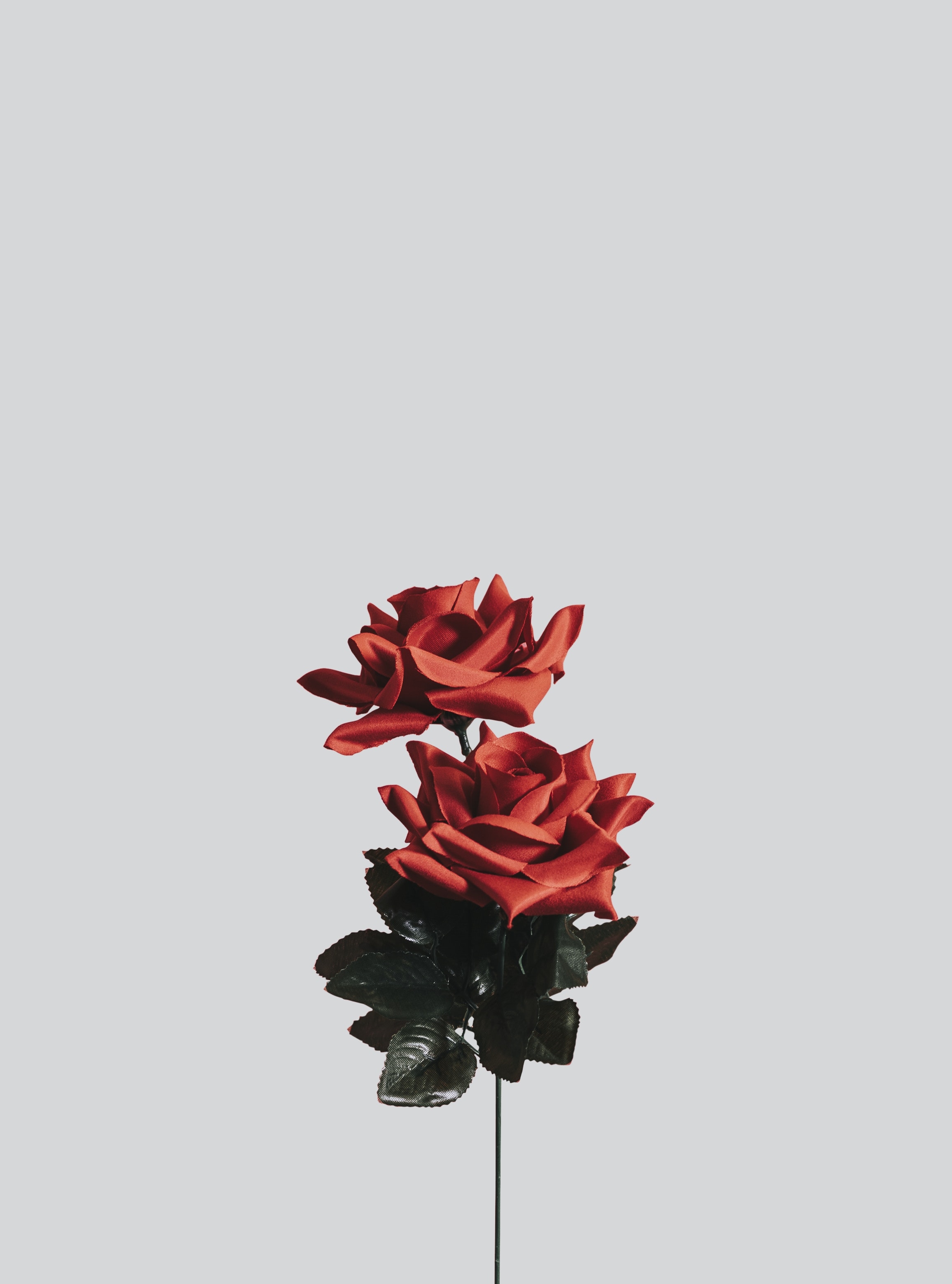 高清晰玫瑰塑胶花壁纸 欧莱凯设计网 08php Com