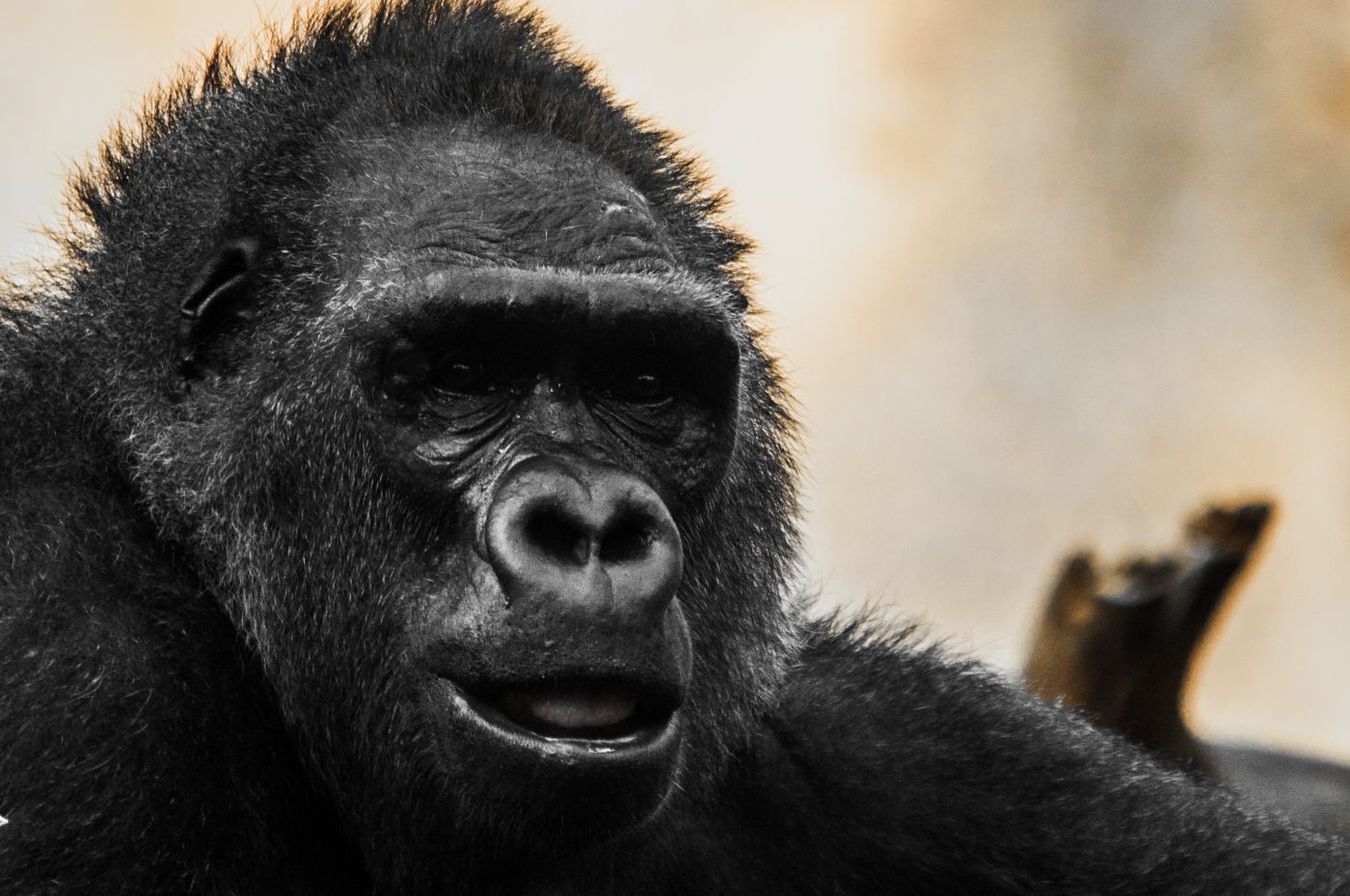 黑猩猩动作一套 黑猩猩动画 猩猩-cg模型免费下载-CG99
