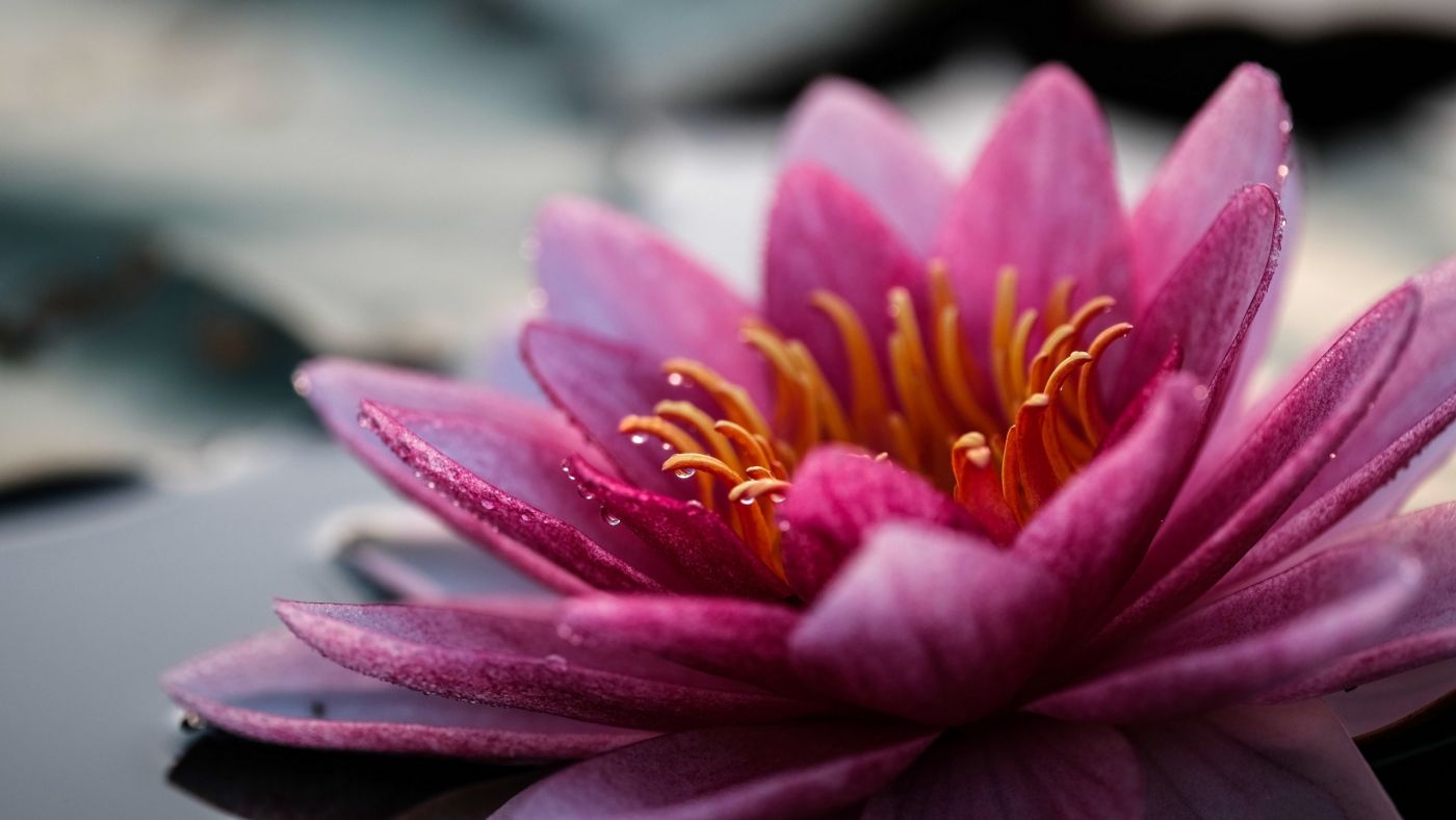 高清晰戴水滴的紫红野牡丹花瓣壁纸图片