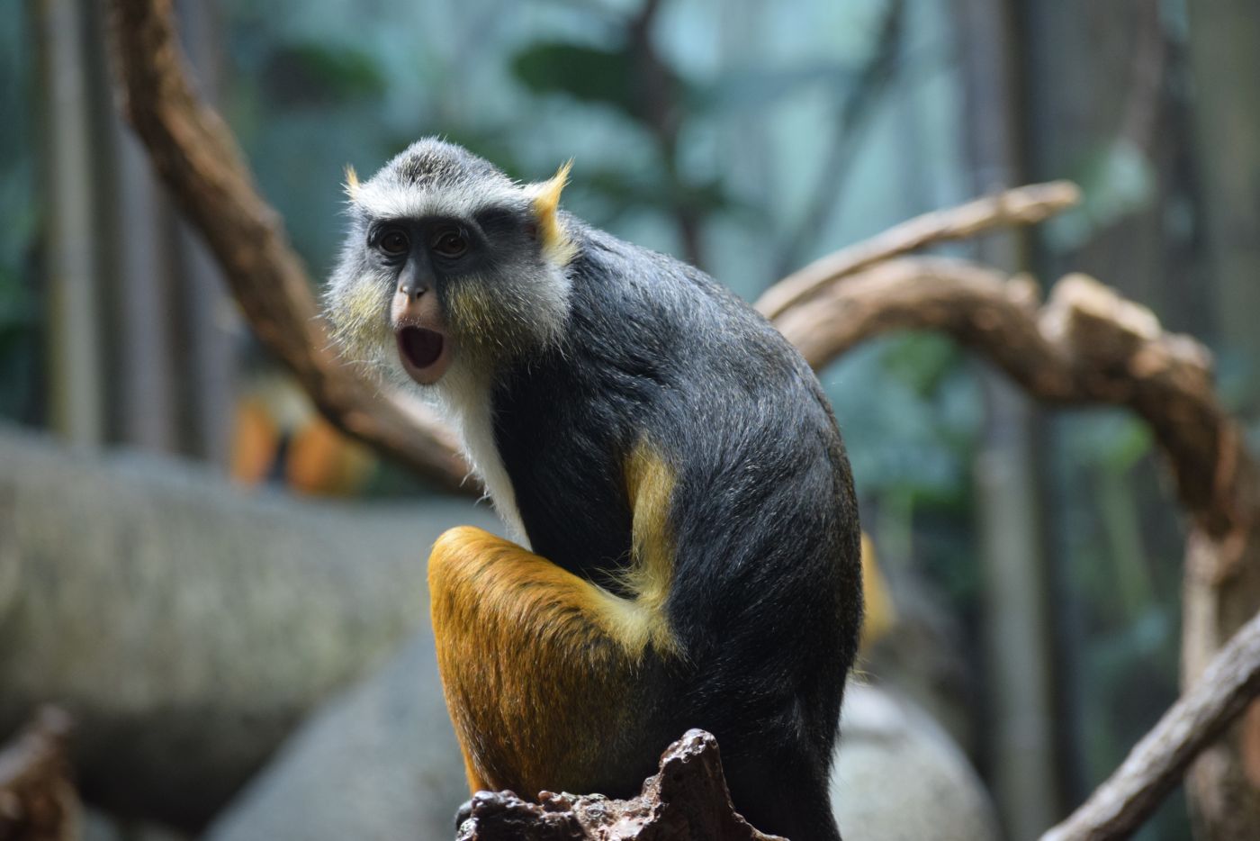 高清晰狒狒猴子壁纸图片